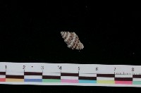 藏品(稜結螺)的圖片